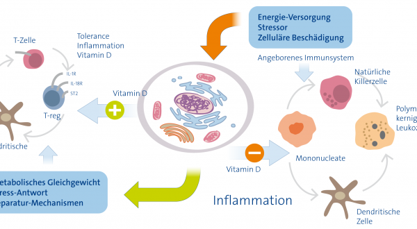 Immunsystem hochfahren mit Vitamin D