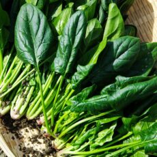 Die Rolle von Vitamin K bei Infektionen, Entzündungen und Autoimmunität